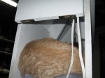 Cat House - Back Door Open & In Use