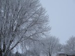 Christmas 2010 - Midwestern Winter Beauty 1