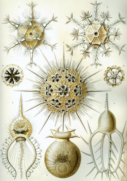 Phaeodaria - Print by Ernst Haeckel, Art Forms of Nature, 1904