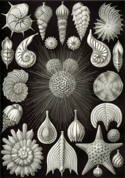 Thalamphora - Print by Ernst Haeckel, Art Forms of Nature, 1904