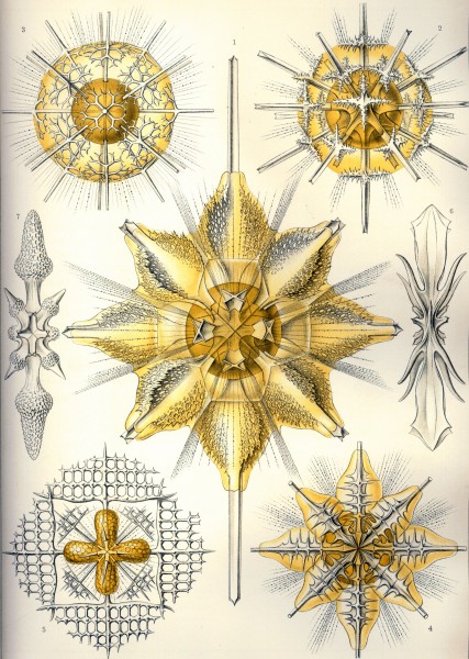 Acanthometra - Print by Ernst Haeckel, Art Forms of Nature, 1904