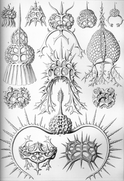 Spyroidea - Print by Ernst Haeckel, Art Forms of Nature, 1904