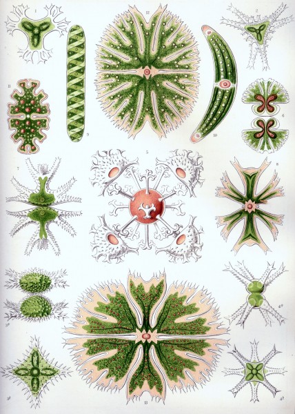 Desmidiea - Print by Ernst Haeckel, Art Forms of Nature, 1904