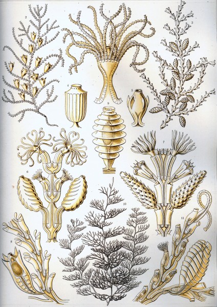 Sertulariae - Print by Ernst Haeckel, Art Forms of Nature, 1904