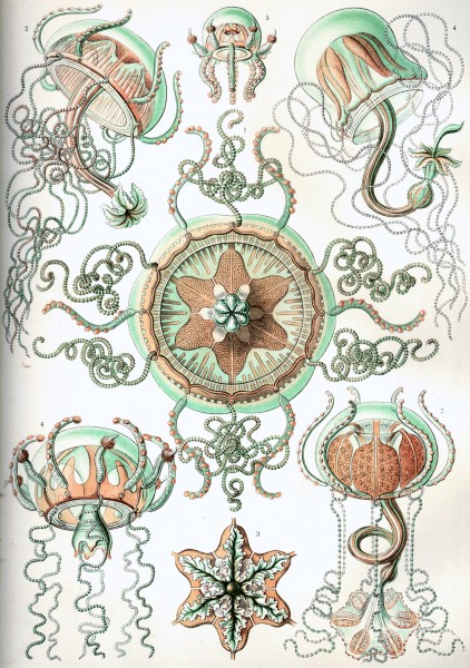 Trachomedusae - Print by Ernst Haeckel, Art Forms of Nature, 1904