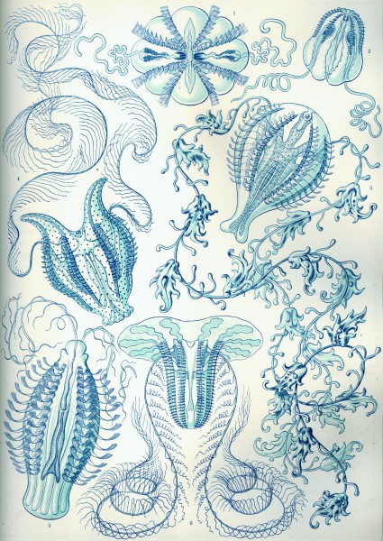 Ctenophorae - Print by Ernst Haeckel, Art Forms of Nature, 1904