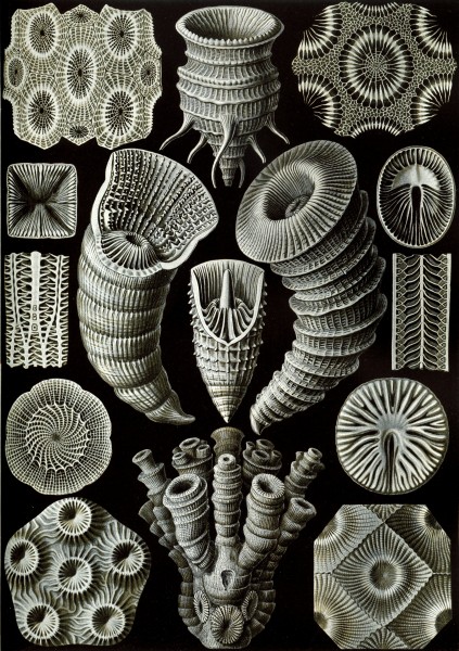 Tetracoralla - Print by Ernst Haeckel, Art Forms of Nature, 1904