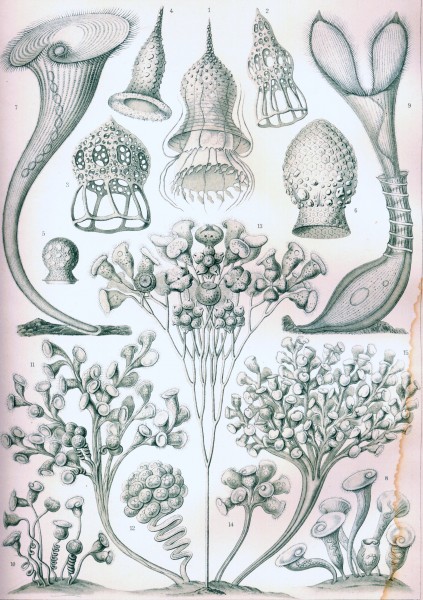 Ciliata - Print by Ernst Haeckel, Art Forms of Nature, 1904