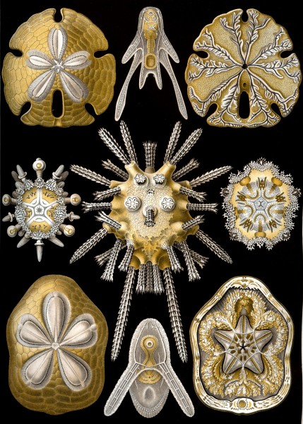 Echinidea - Print by Ernst Haeckel, Art Forms of Nature, 1904