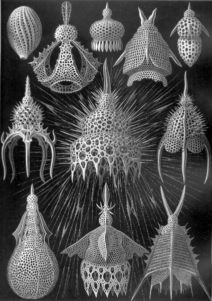 Cyrtoidea - Print by Ernst Haeckel, Art Forms of Nature, 1904