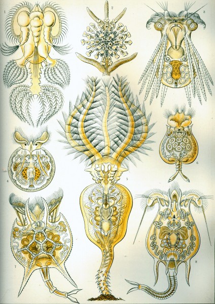 Rotatoria - Print by Ernst Haeckel, Art Forms of Nature, 1904