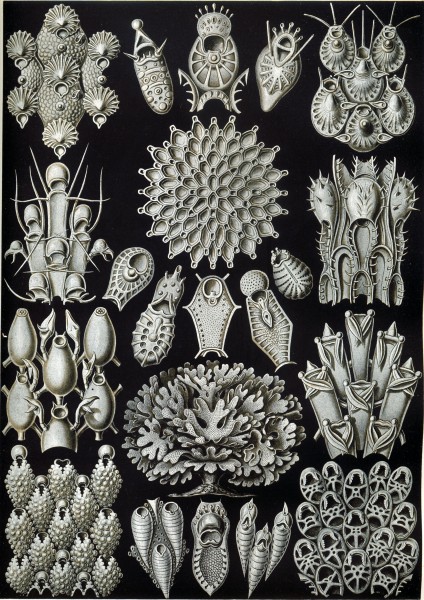 Bryozoa - Print by Ernst Haeckel, Art Forms of Nature, 1904