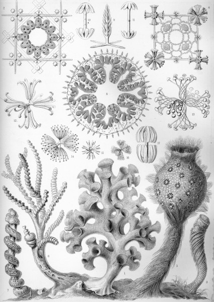 Hexactinellae - Print by Ernst Haeckel, Art Forms of Nature, 1904