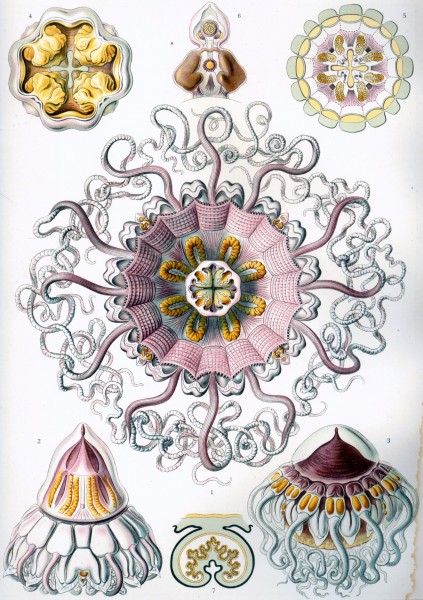 Peromedusae - Print by Ernst Haeckel, Art Forms of Nature, 1904
