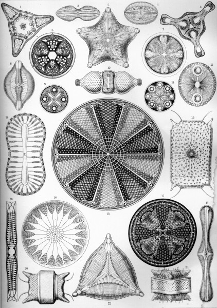 Diatomea - Print by Ernst Haeckel, Art Forms of Nature, 1904