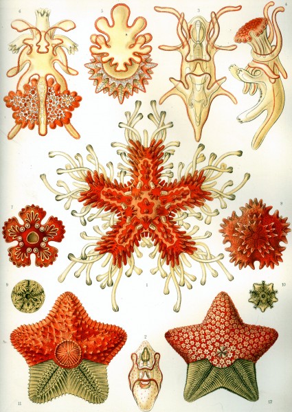 Asteridea - Print by Ernst Haeckel, Art Forms of Nature, 1904