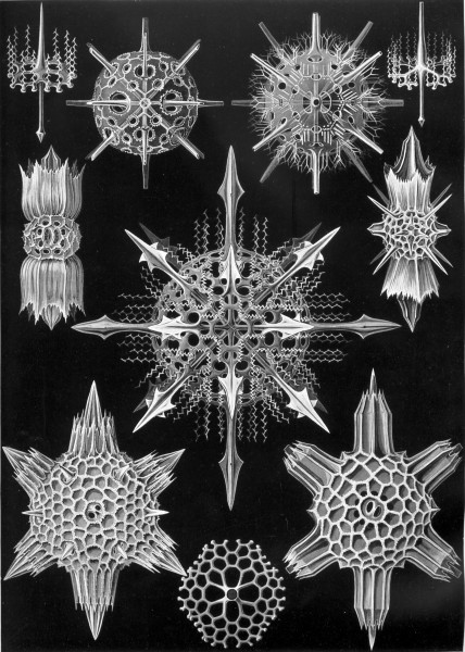 Acanthophracta - Print by Ernst Haeckel, Art Forms of Nature, 1904