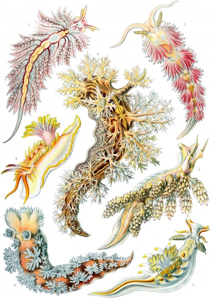 Nudibranchia - Print by Ernst Haeckel, Art Forms of Nature, 1904