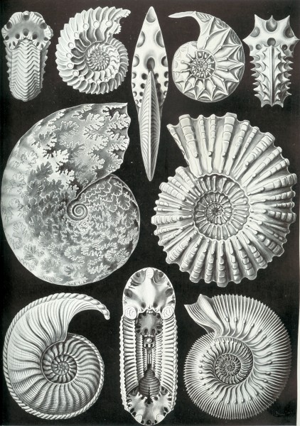 Ammonitida - Print by Ernst Haeckel, Art Forms of Nature, 1904