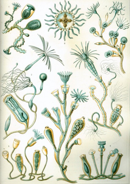 Campanariae - Print by Ernst Haeckel, Art Forms of Nature, 1904
