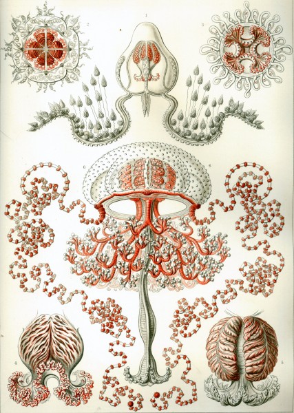Anthomedusae - Print by Ernst Haeckel, Art Forms of Nature, 1904
