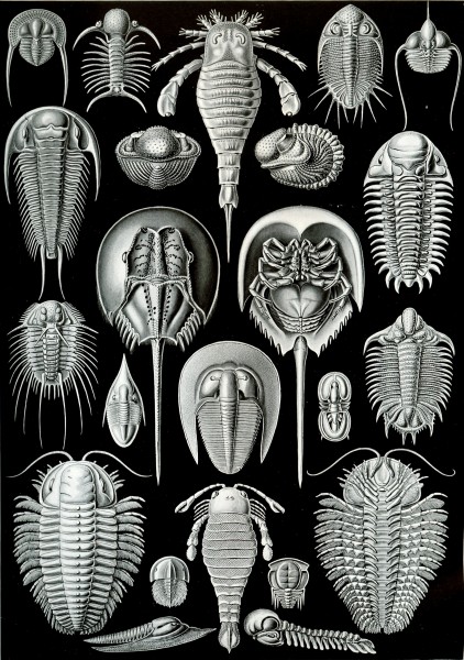 Aspidonia - Print by Ernst Haeckel, Art Forms of Nature, 1904