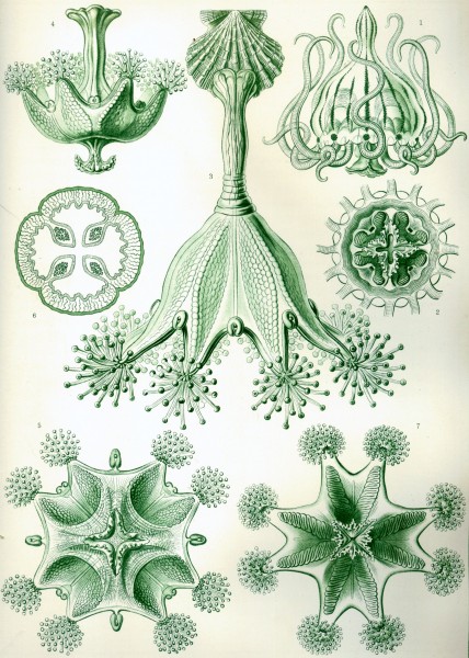 Stauromedusae - Print by Ernst Haeckel, Art Forms of Nature, 1904