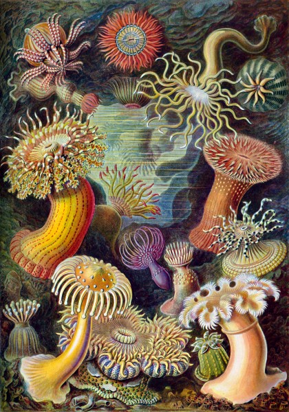 Actiniae - Print by Ernst Haeckel, Art Forms of Nature, 1904