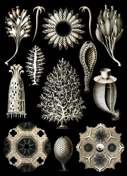 Calcispongiae - Print by Ernst Haeckel, Art Forms of Nature, 1904