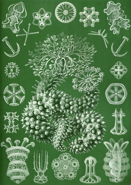 Thuroidea - Print by Ernst Haeckel, Art Forms of Nature, 1904