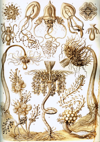 Tubulariae - Print by Ernst Haeckel, Art Forms of Nature, 1904