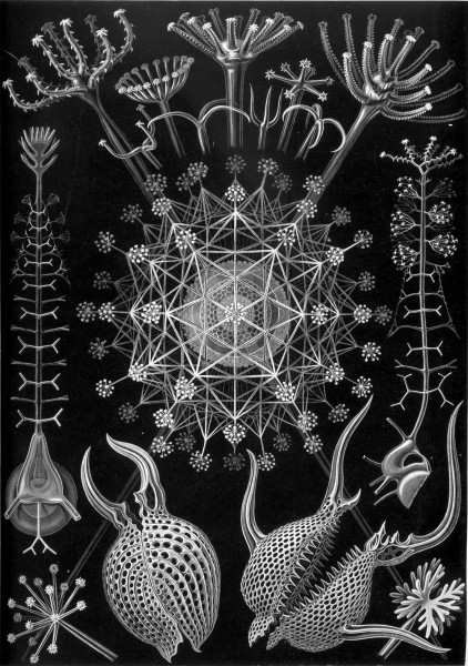 Phaeodaria - Print by Ernst Haeckel, Art Forms of Nature, 1904