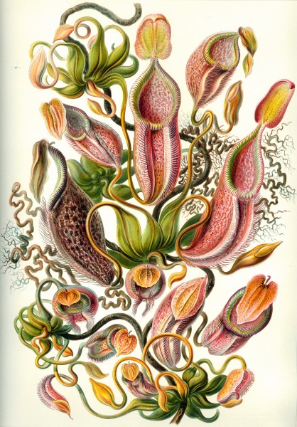 Nepenthaceae - Print by Ernst Haeckel, Art Forms of Nature, 1904