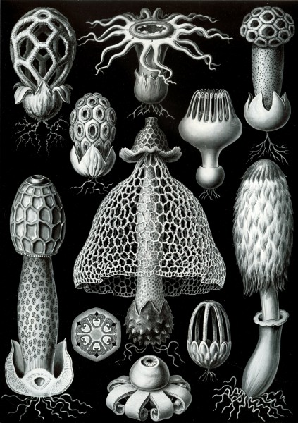 Basimycetes - Print by Ernst Haeckel, Art Forms of Nature, 1904