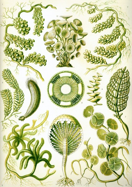 Siphoneae - Print by Ernst Haeckel, Art Forms of Nature, 1904