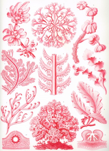 Florideae - Print by Ernst Haeckel, Art Forms of Nature, 1904