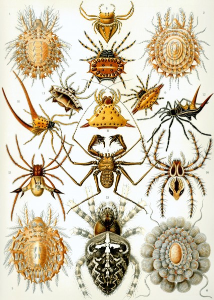 Arachnida - Print by Ernst Haeckel, Art Forms of Nature, 1904
