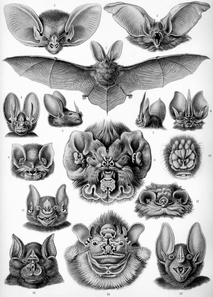 Chiroptera - Print by Ernst Haeckel, Art Forms of Nature, 1904