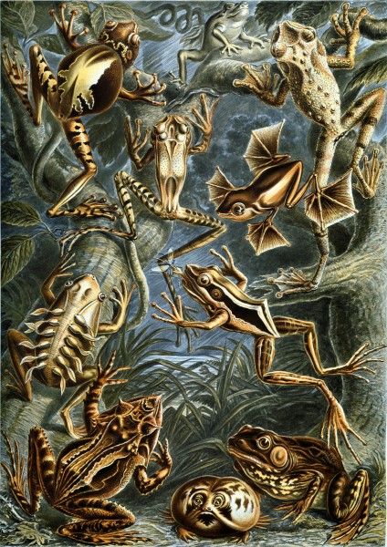 Batrachia - Print by Ernst Haeckel, Art Forms of Nature, 1904
