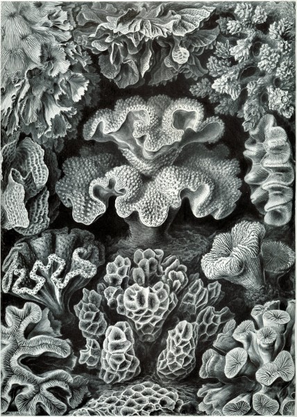 Hexacoralla - Print by Ernst Haeckel, Art Forms of Nature, 1904