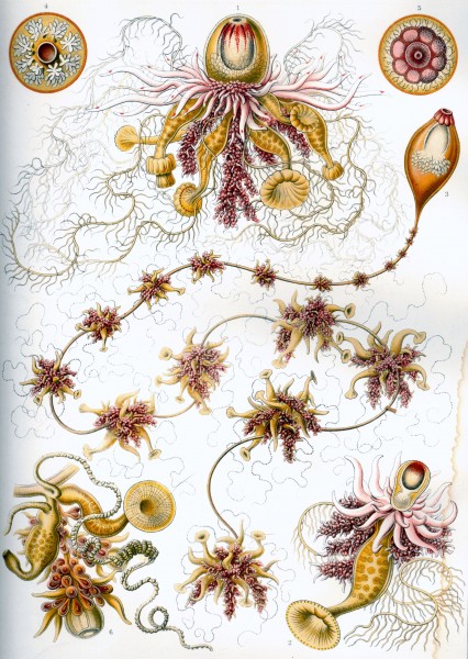 Siphonophorae - Print by Ernst Haeckel, Art Forms of Nature, 1904