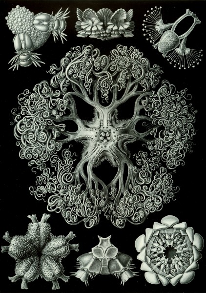 Ophiodea - Print by Ernst Haeckel, Art Forms of Nature, 1904