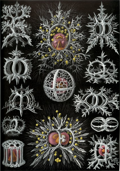 Stephoidea - Print by Ernst Haeckel, Art Forms of Nature, 1904