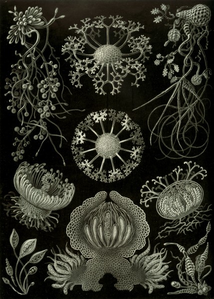 Ascomycetes - Print by Ernst Haeckel, Art Forms of Nature, 1904