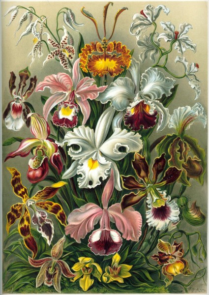 Orchidae - Print by Ernst Haeckel, Art Forms of Nature, 1904