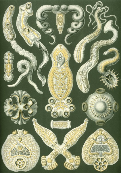 Platodes - Print by Ernst Haeckel, Art Forms of Nature, 1904