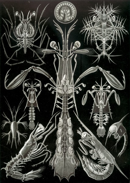 Thoracostraca - Print by Ernst Haeckel, Art Forms of Nature, 1904