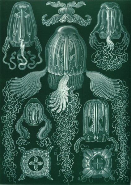 Cubomedusae - Print by Ernst Haeckel, Art Forms of Nature, 1904