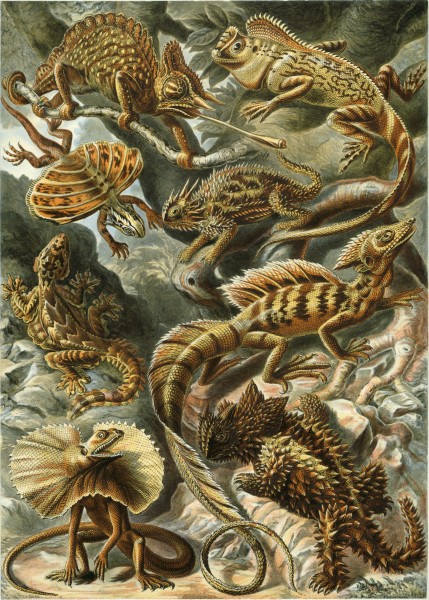 Lacertilia - Print by Ernst Haeckel, Art Forms of Nature, 1904