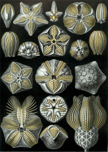 Blastoidea - Print by Ernst Haeckel, Art Forms of Nature, 1904